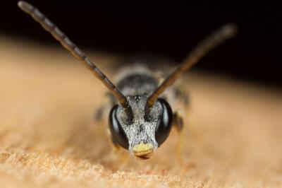  Lasioglossum mediterraneum (Blüthgen, 1926)