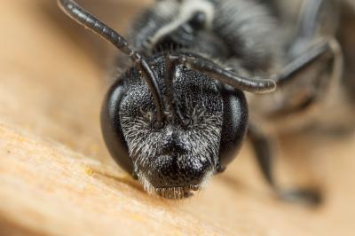  Lasioglossum costulatum (Kriechbaumer, 1873)