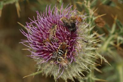 Abeilles Apoidea Latreille, 1802