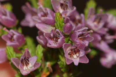 Callune, Béruée Calluna vulgaris (L.) Hull, 1808