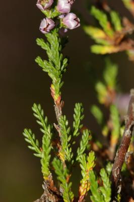 Callune, Béruée Calluna vulgaris (L.) Hull, 1808