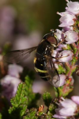  Dasysyrphus tricinctus (Fallén, 1817)
