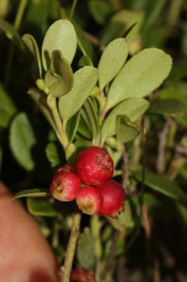 Raisin d'ours, Arbousier traînant Arctostaphylos uva-ursi (L.) Spreng., 1825