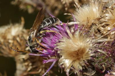  Halictus quadricinctus (Fabricius, 1776)