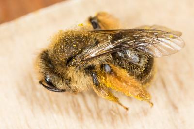  Andrena nigroolivacea Dours, 1873