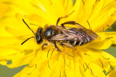  Andrena propinqua Schenck, 1853