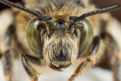 Anthophore de la sauge Anthophora salviae (Panzer, 1804)