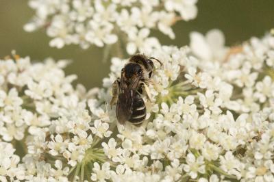  Andrena colletiformis Morawitz, 1874