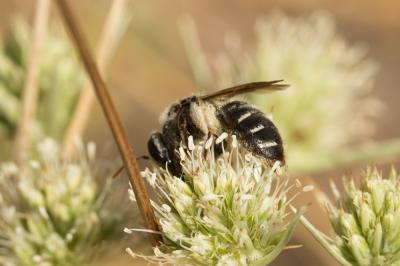  Andrena variabilis Smith, 1853