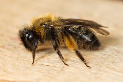  Andrena bicolor Fabricius, 1775