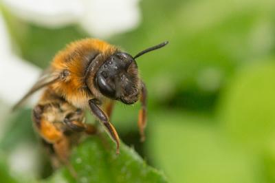  Andrena ferrugineicrus Dours, 1872