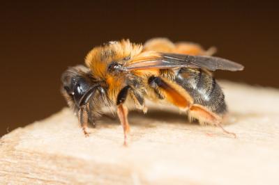  Andrena ferrugineicrus Dours, 1872