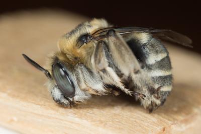 Anthophore cuissarde Anthophora femorata (Olivier, 1789)