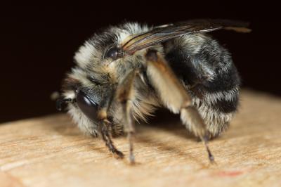Anthophore estivale Anthophora aestivalis (Panzer, 1801)