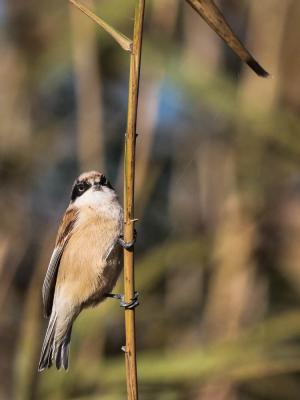 Rémiz penduline, Mésange rémiz Remiz pendulinus (Linnaeus, 1758)