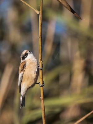 Rémiz penduline, Mésange rémiz Remiz pendulinus (Linnaeus, 1758)