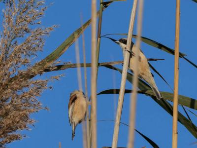 Rémiz penduline, Mésange rémiz Remiz pendulinus (Linnaeus, 1758)