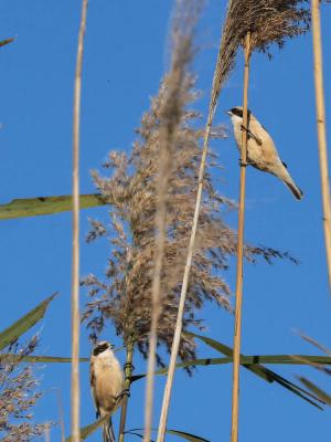Rémiz penduline, Mésange rémiz Remiz pendulinus (Linnaeus, 1758)