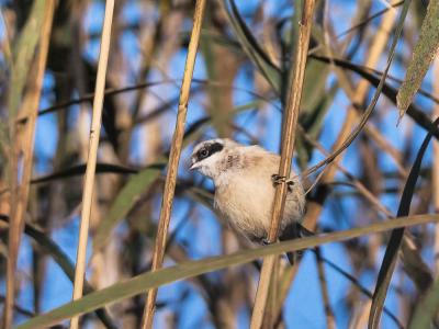 Rémiz penduline, Mésange rémiz Remiz pendulinus (Linnaeus, 1758)