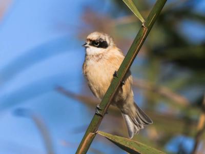 Rémiz penduline, Mésange rémiz Remiz pendulinus (Linnaeus, 1758)