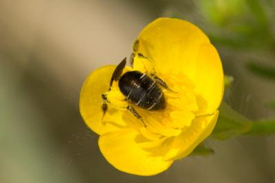  Andrena ranunculi Schmiedeknecht, 1883