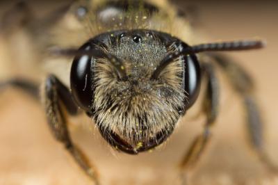  Andrena ranunculi Schmiedeknecht, 1883
