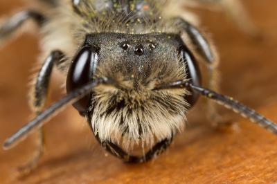  Andrena ranunculi Schmiedeknecht, 1883