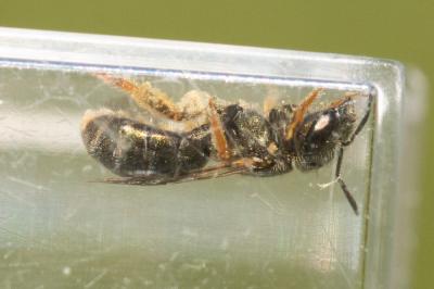  Seladonia gemmea (Dours, 1872)