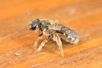  Lasioglossum malachurum (Kirby, 1802)