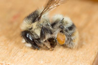 Bourdon grisé Bombus sylvarum (Linnaeus, 1760)