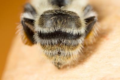 Bourdon grisé Bombus sylvarum (Linnaeus, 1760)
