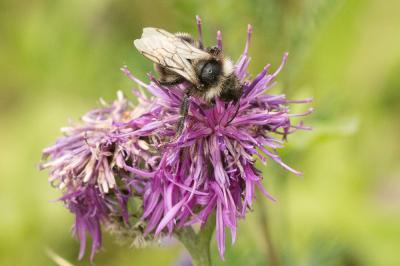 Psithyre sylvestre Bombus sylvestris (Lepeletier, 1832)