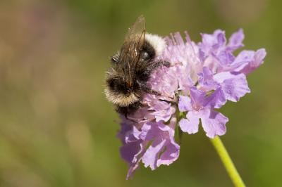 Bourdon des forêts, Bourdon des saussaies, Petit b Bombus lucorum (Linnaeus, 1760)