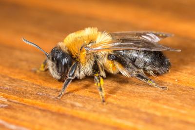 Andrena nitida (Müller, 1776)