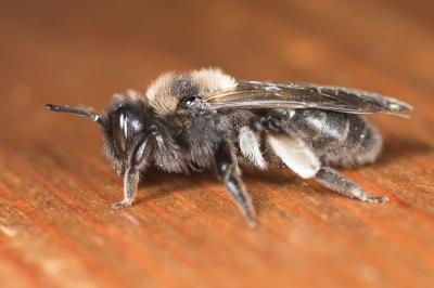  Andrena pilipes Fabricius, 1781