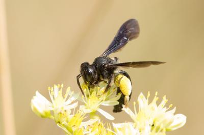  Andrena fuscosa Erichson, 1835