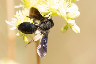  Andrena fuscosa Erichson, 1835