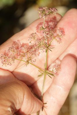 Gaillet oblique Galium obliquum Vill., 1785