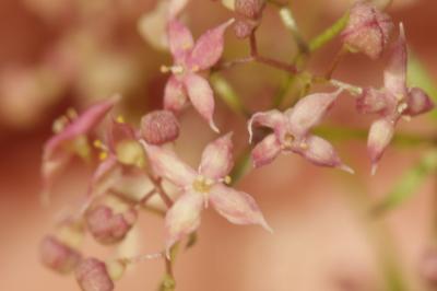 Gaillet oblique Galium obliquum Vill., 1785