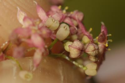 Gaillet oblique Galium obliquum Vill., 1785