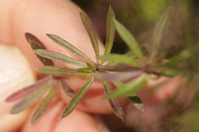 Gaillet oblique Galium obliquum Vill., 1785