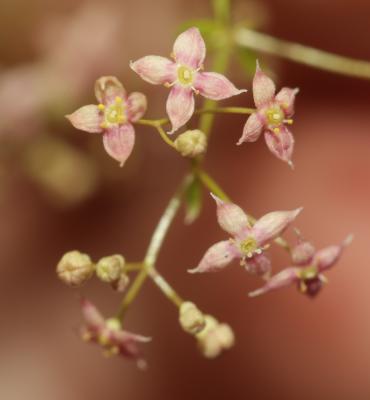Gaillet oblique Galium obliquum Vill., 1785