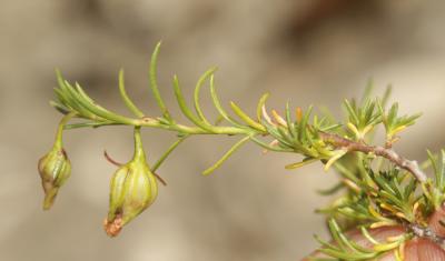 Fumana à tiges retombantes, Fumana vulgaire, Hélia Fumana procumbens (Dunal) Gren. & Godr., 1847