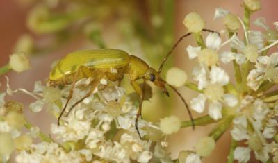  Cteniopus sulphureus (Linnaeus, 1758)