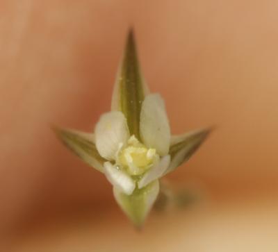 Bufonie paniculée Bufonia paniculata Dubois ex Delarbre, 1800