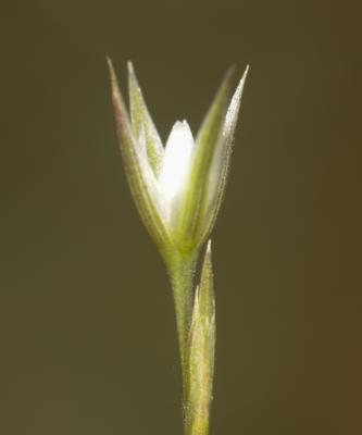 Bufonie paniculée Bufonia paniculata Dubois ex Delarbre, 1800