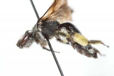  Andrena agilissima (Scopoli, 1770)