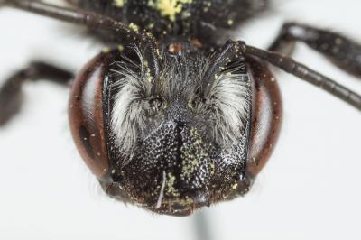  Andrena agilissima (Scopoli, 1770)
