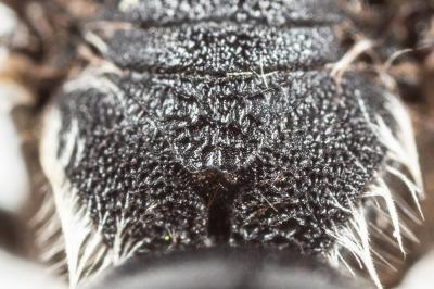  Andrena agilissima (Scopoli, 1770)