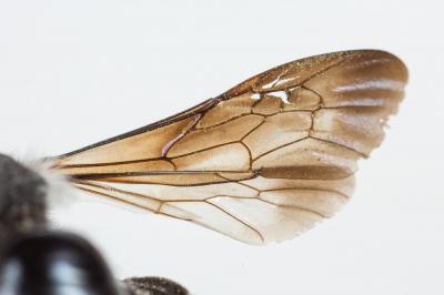  Andrena agilissima (Scopoli, 1770)